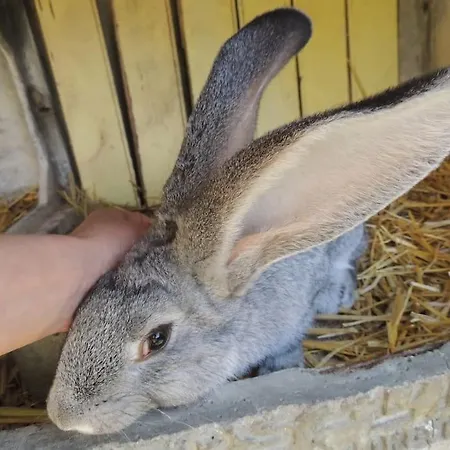 La Seliniere ! * Champ-du-Boult