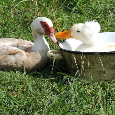 La Seliniere ! * Champ-du-Boult