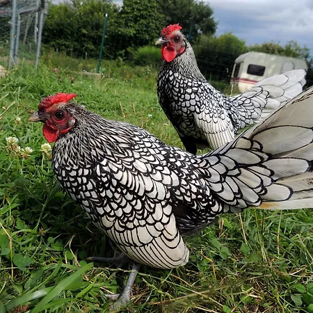 Holiday home La Seliniere ! Champ-du-Boult