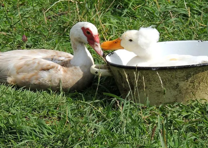 La Seliniere ! * Champ-du-Boult